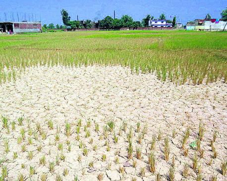 Drought hits rice plantation in Banke